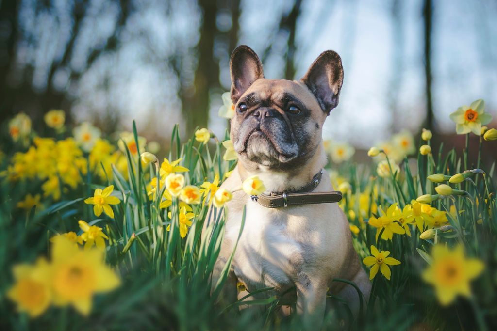 Französische Bulldogge auf der Wiese