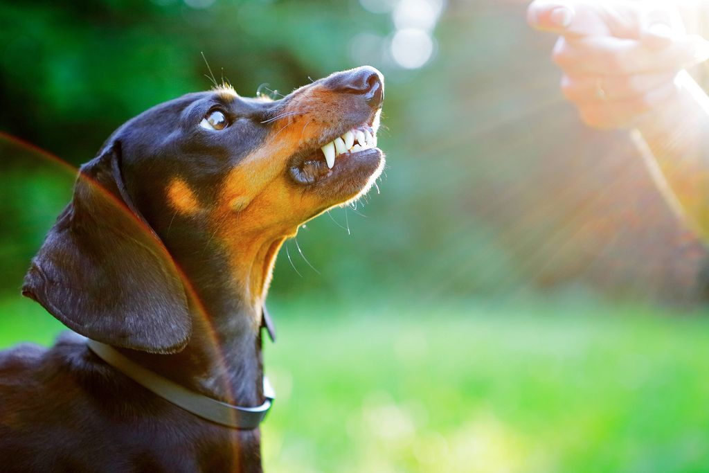 Ein Hund knurrt und zeigt die Zähne