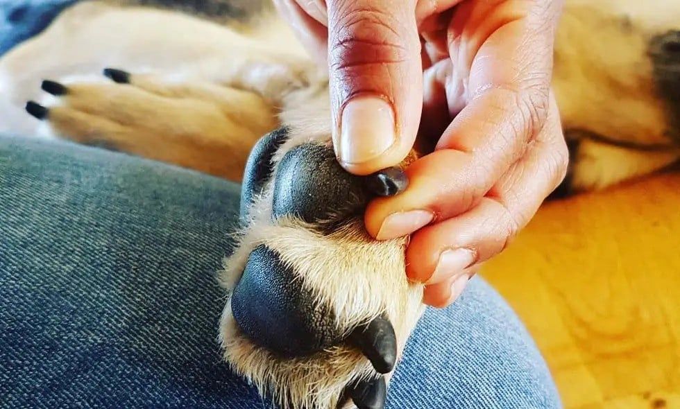 Hundekralle wird beim Krallenschneiden mit zwei Fingern stabilisiert.