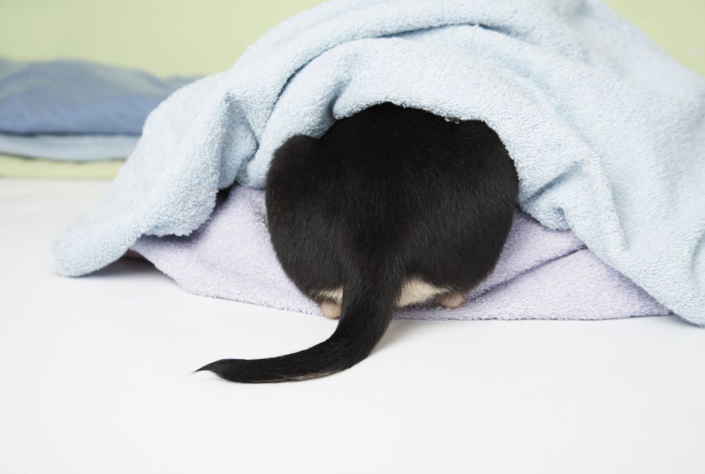 Hund versteckt sich unter einer Decke
