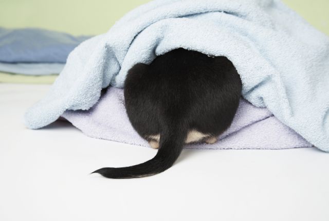 Hund versteckt sich unter einer Decke