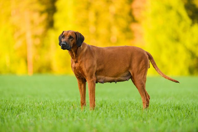 Hund steht auf Grünfläche.