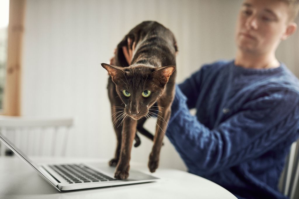 Katze wird auf Tisch vom Besitzer gehalten