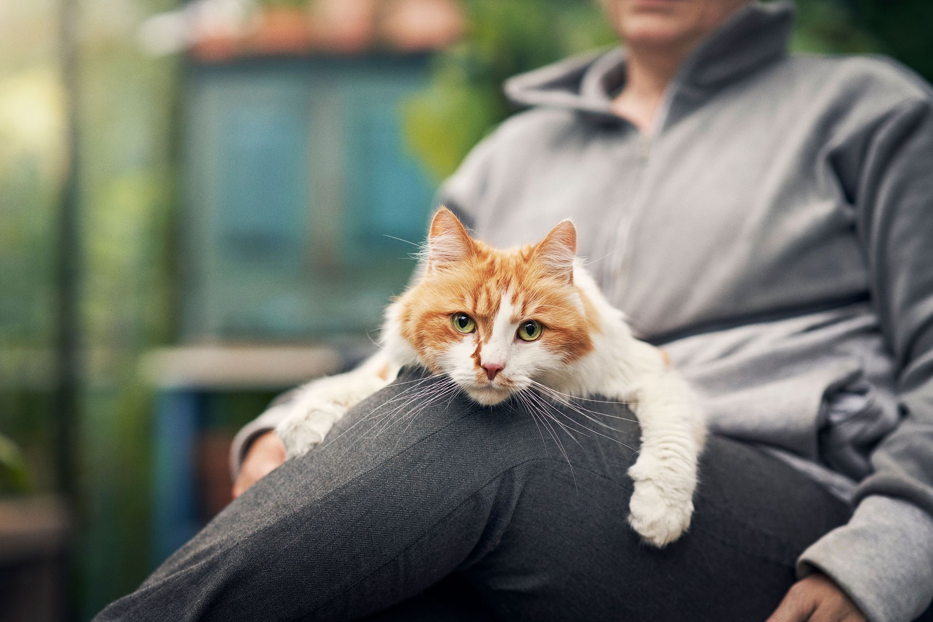 Katze liegt entspannt auf einem Schoß.