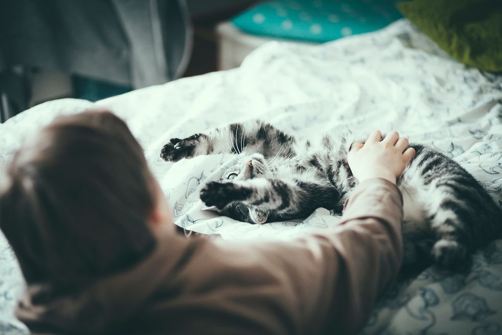 Katze lässt sich den Bauch kraulen.