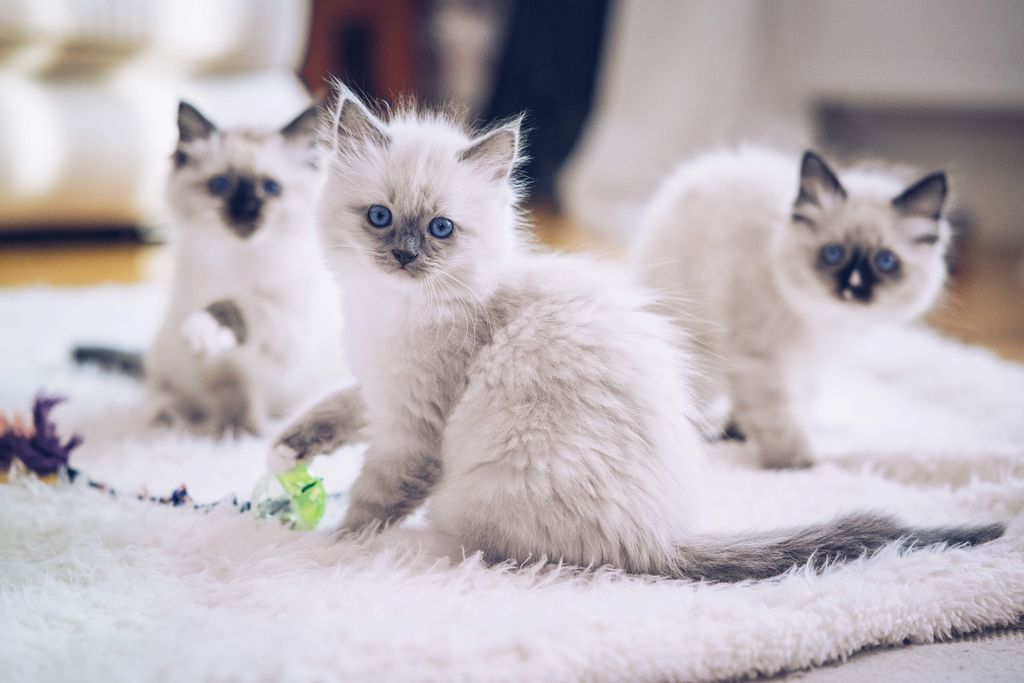 Ragdoll Katzen. 