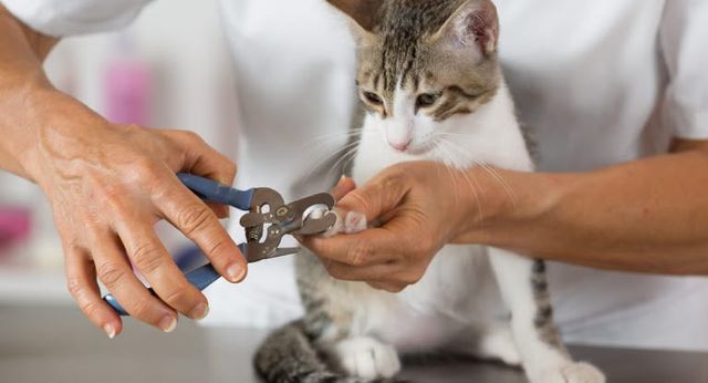 Die Krallen der Katze werden geschnitten