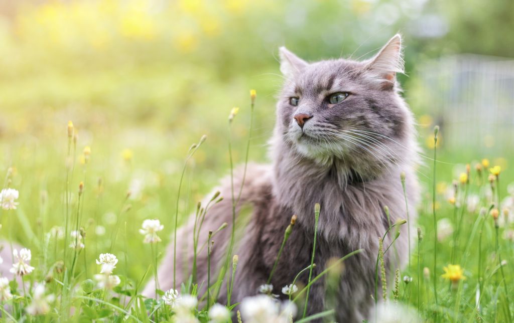 Katze auf der Wiese