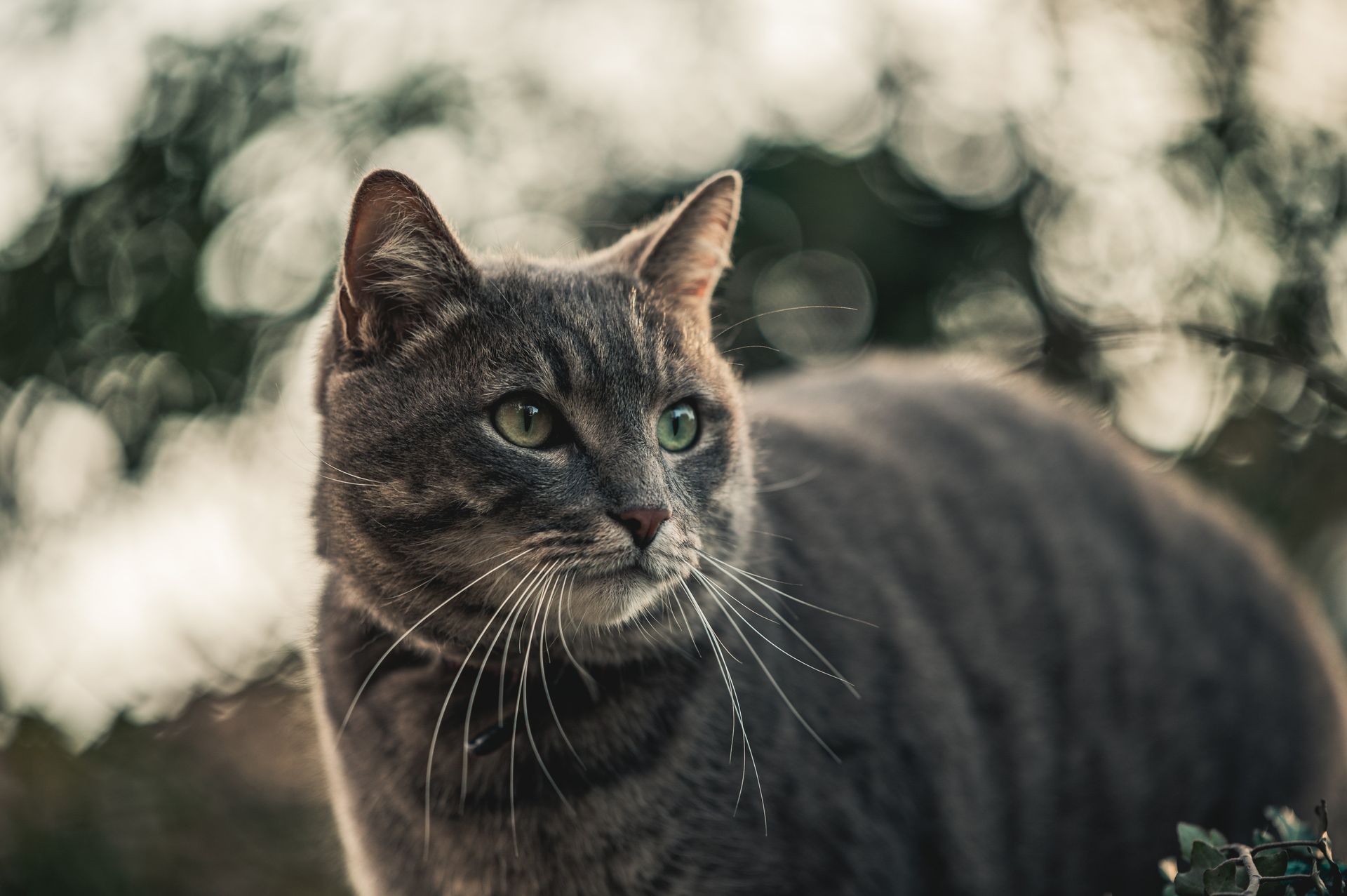 Katze in der Natur