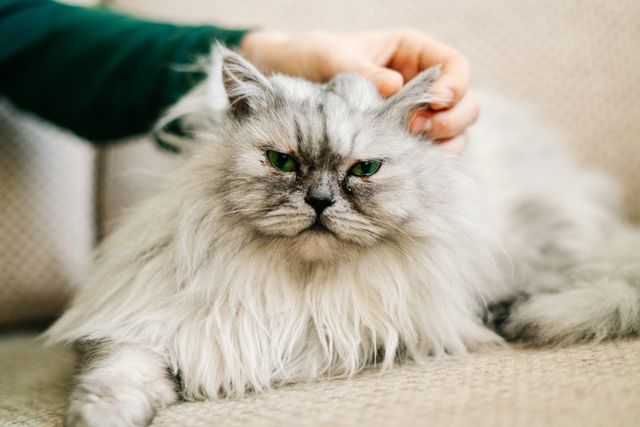 Britische Langhaar Katze weiss sitzend
