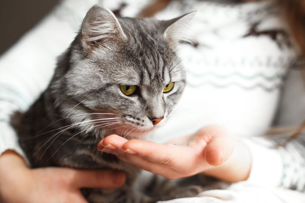 Katze bekommt von ihrer Besitzerin eine Kortisontablette.