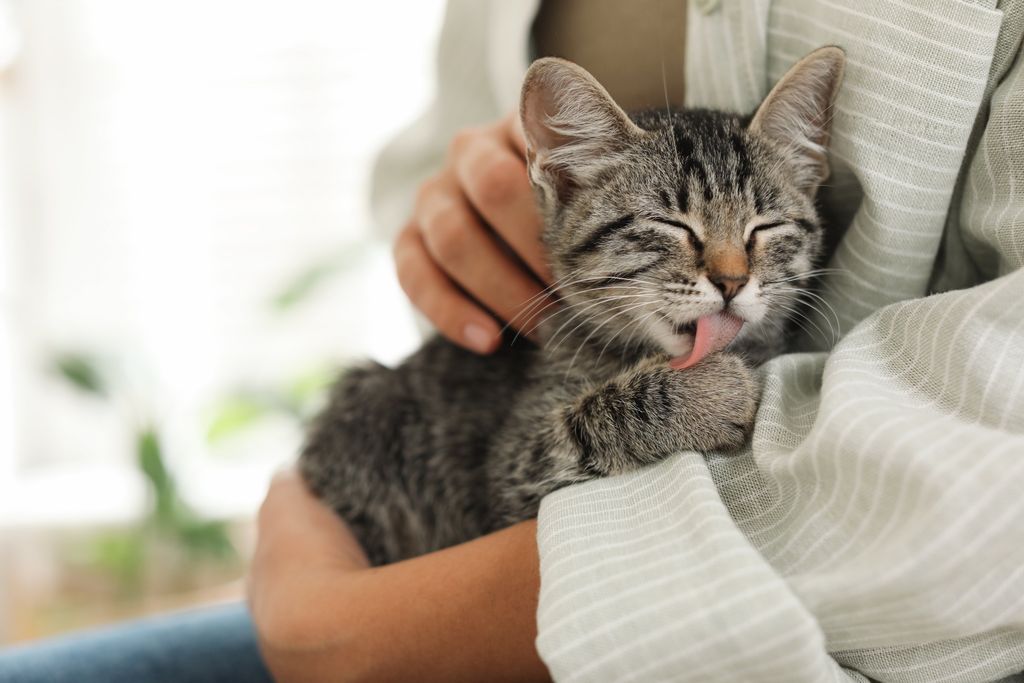 Katze auf Arm von Frau