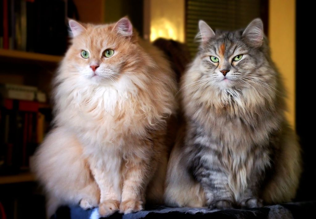zwei katzen