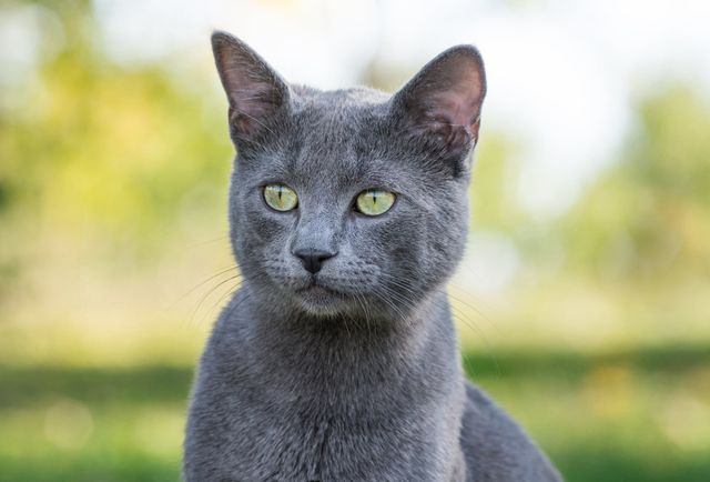 Kattrasen Russian Blue