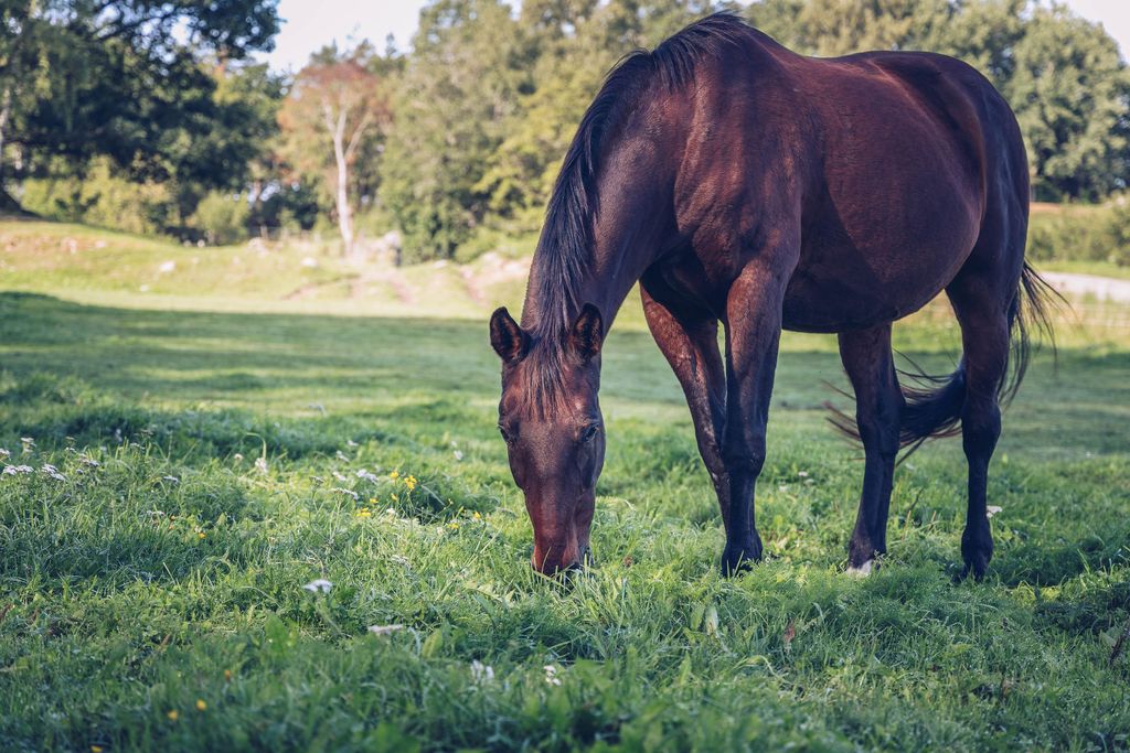 Ein Pferd steht auf einer  Weide