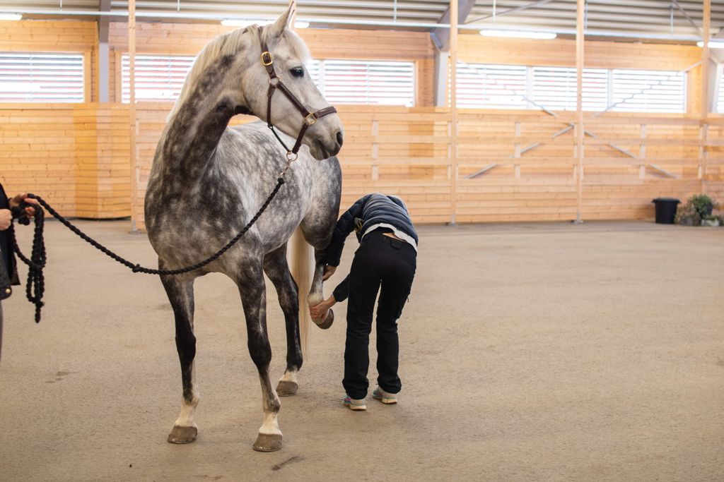 Eine Person kontrolliert den Huf eines grauen Pferdes in der Halle.