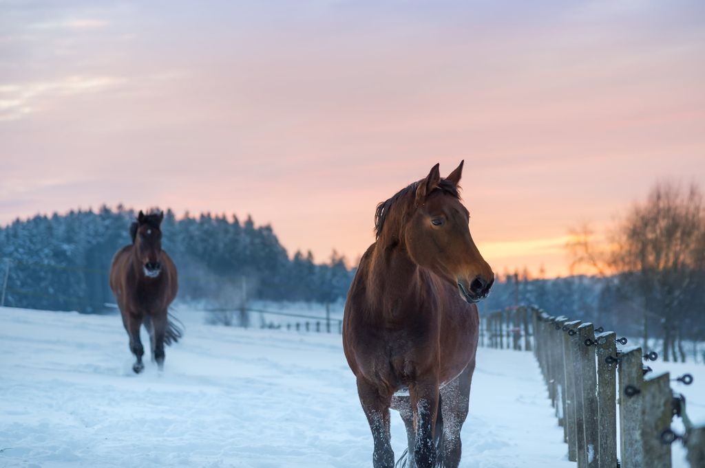 Zwei Pferde laufen über ein verschneites Feld im Sonnenuntergang