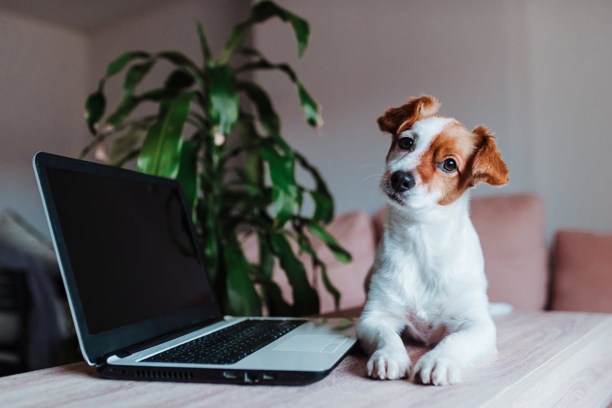 Hund, der neben einem Laptop liegt.