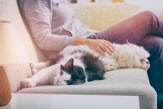 Hund schnüffelt an Katze
