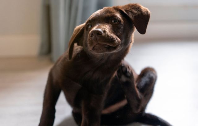 Ein Hund der sich kratzt