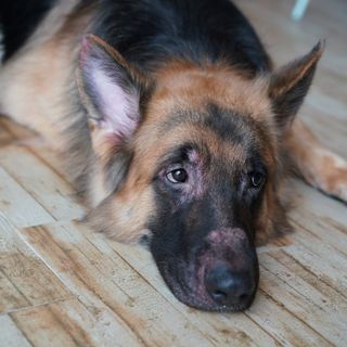 Ein Schäferhund liegt auf dem Boden.
