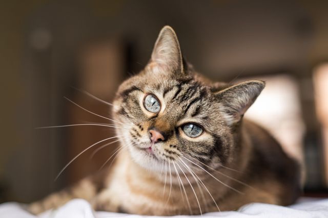 Katze liegt und schaut in die Kamera