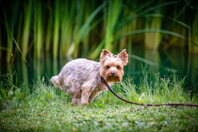 Hund auf dem Gras