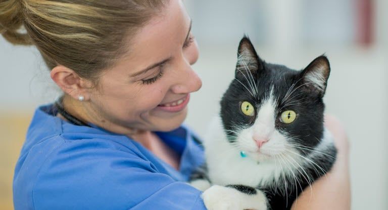Katze sitzt auf Behandlungstisch