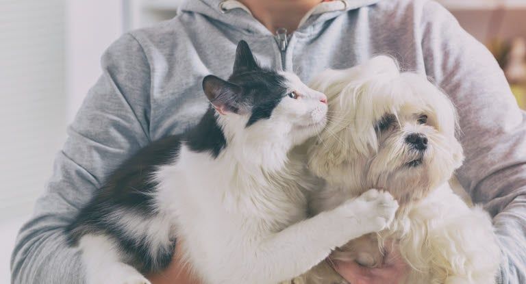Katze und Hund im Arm eines Menschen