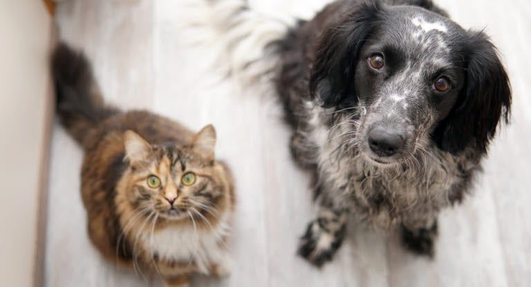 Hund und Katze sitzen und schauen erwartungsvoll in die Kamera.