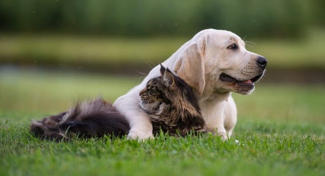 Hund und Katze liegen eingekuschelt auf dem Rasen.