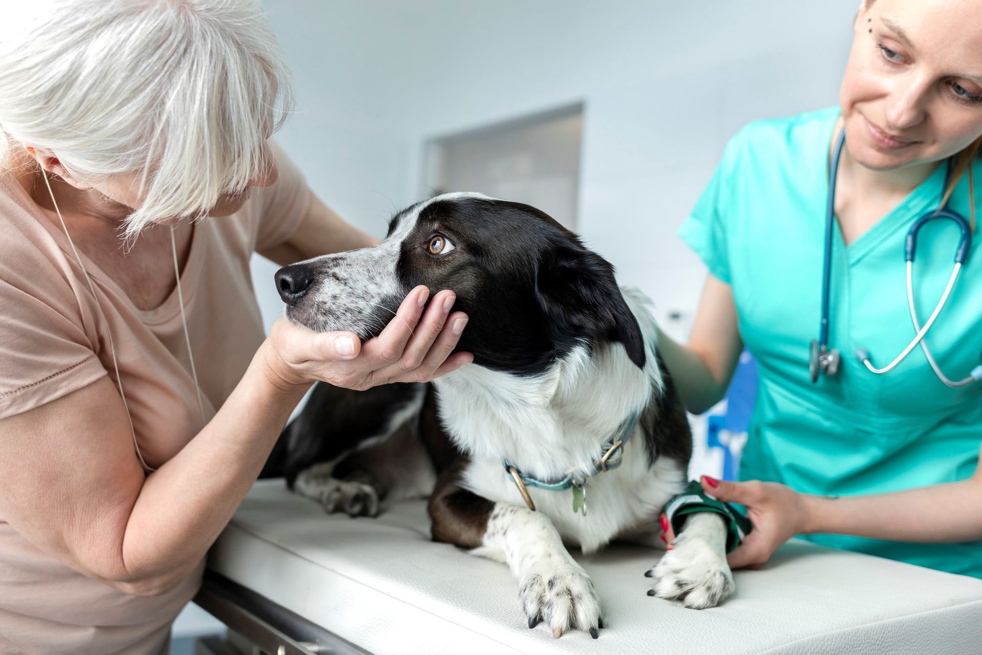 Hund liegt auf Behandlungstisch