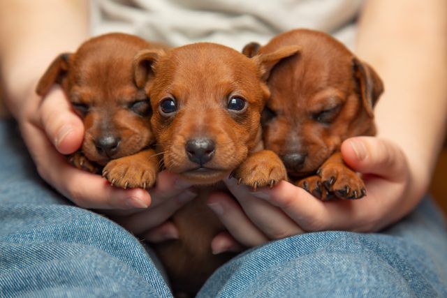 Mensch hält 3 Hundewelpen in seinen Händen auf dem Schoß.