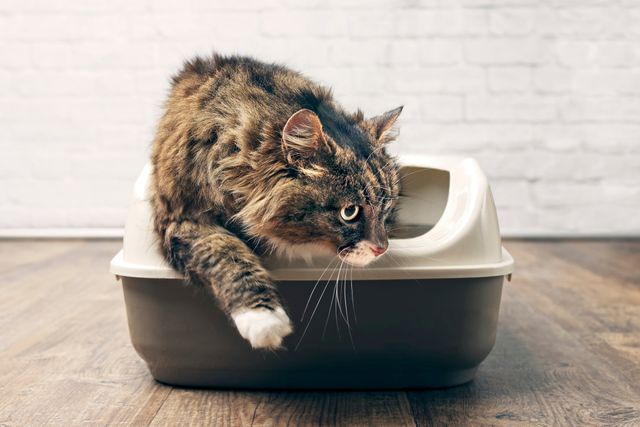 Om din katt inte bajsar normalt kan det bero på flera underliggande problem.