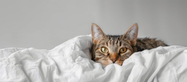 Eine Katze mit Bauchspeicheldrüsenentzündung kann sich mehr als sonst zurückziehen.