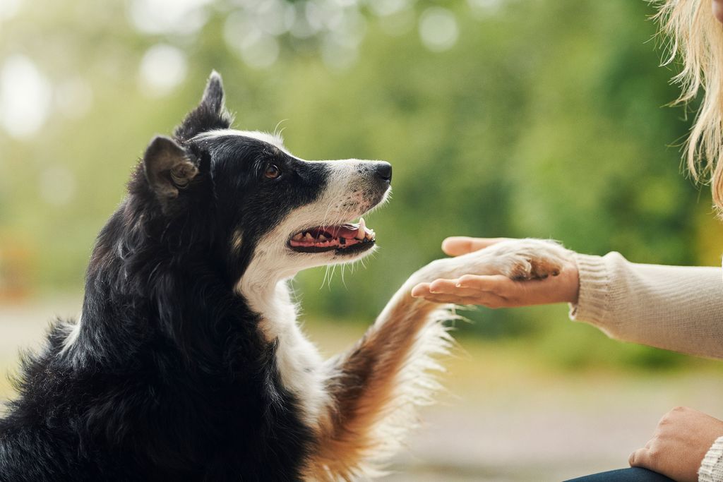 Welche Ausbildung ist erforderlich, um mit dem Hund als Hundeteam zu arbeiten?