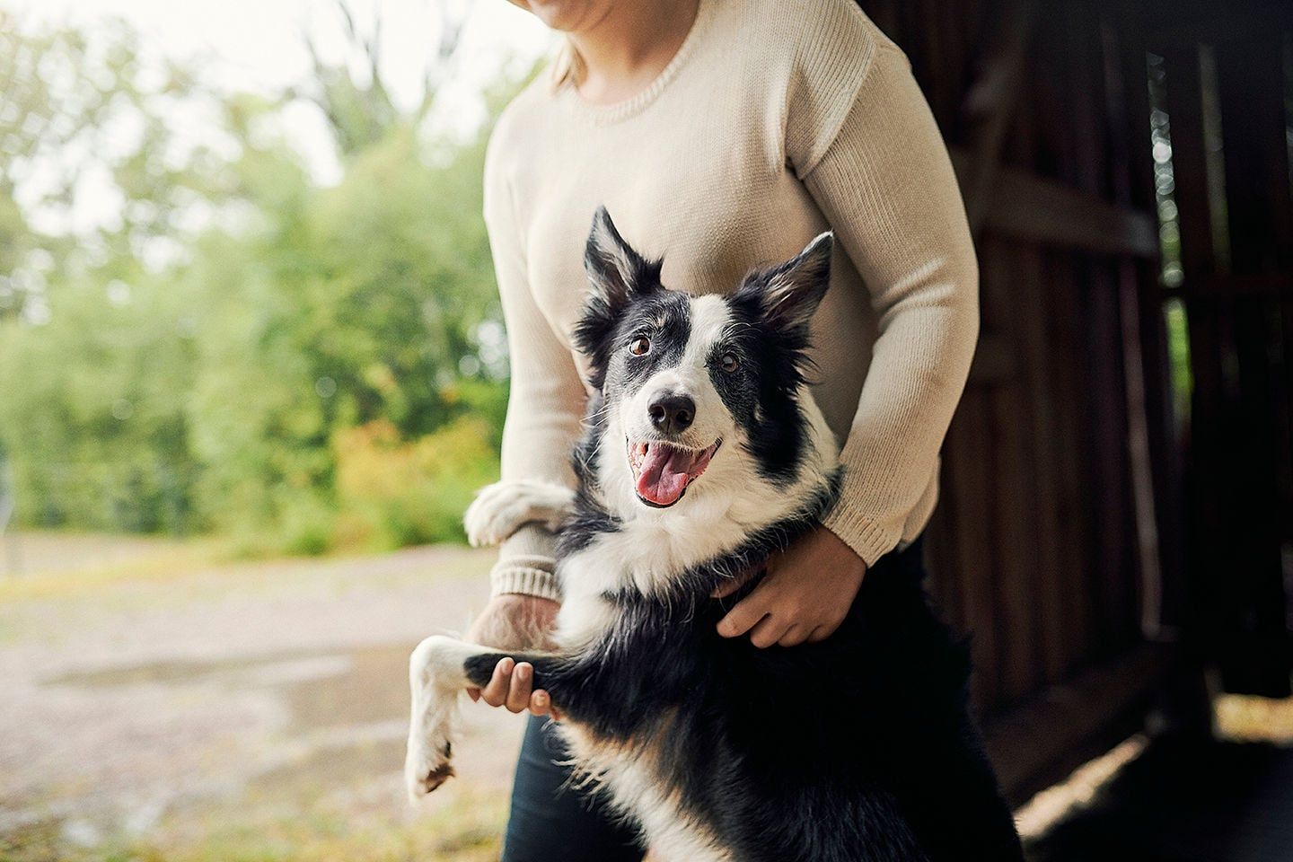 Frau hält einen Border Collie in ihren Armen.