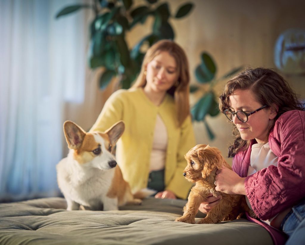 Corgi und Welpe schauen sich an.
