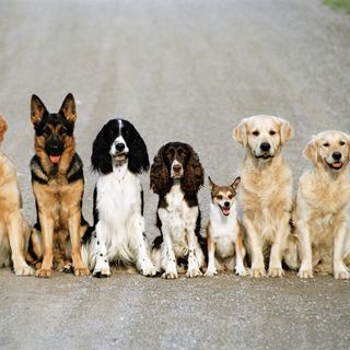 Viele Hunde sitzen in einer Reihe