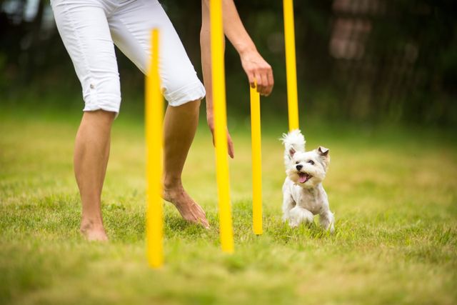 Hund beim Training.