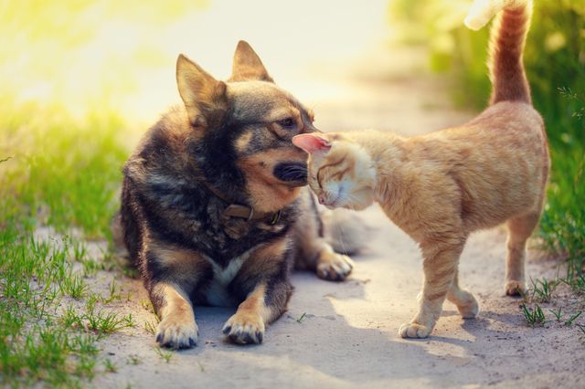 Ein Hund und eine Katze sind zusammen draußen