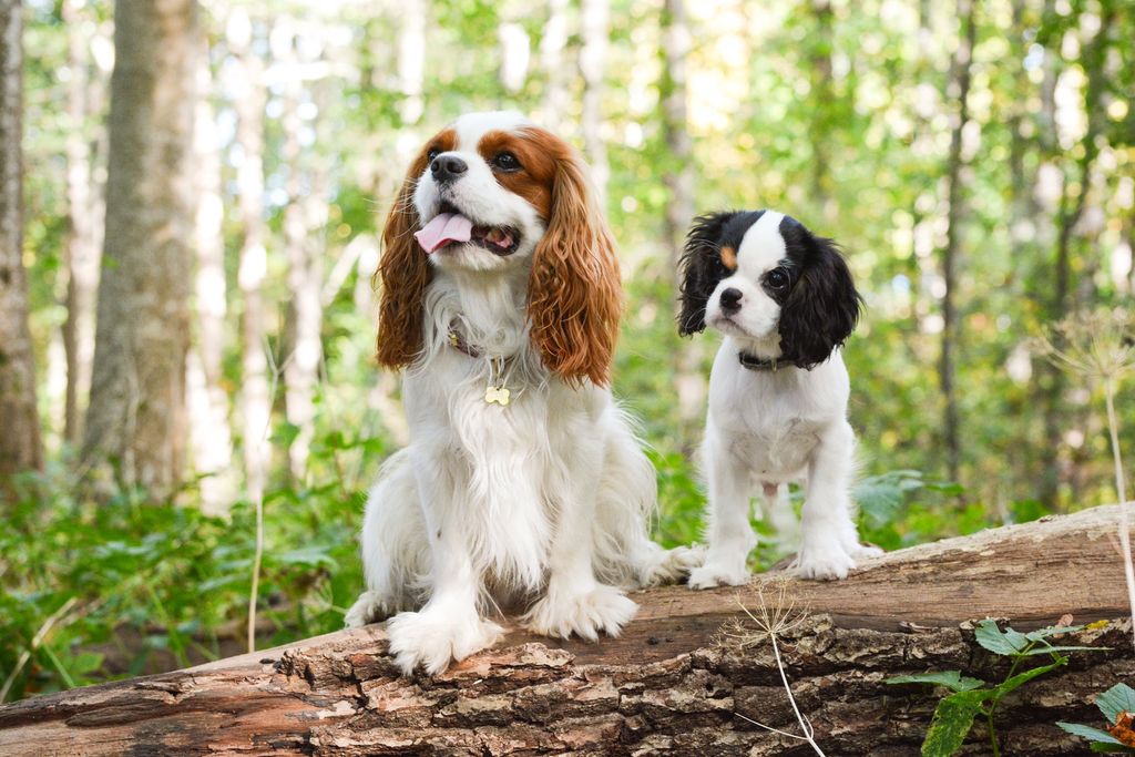 Zwei Cavalier King Charles Spaniels im Wald