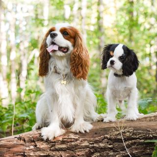 Zwei Charles Spaniel sitzen im Wald.