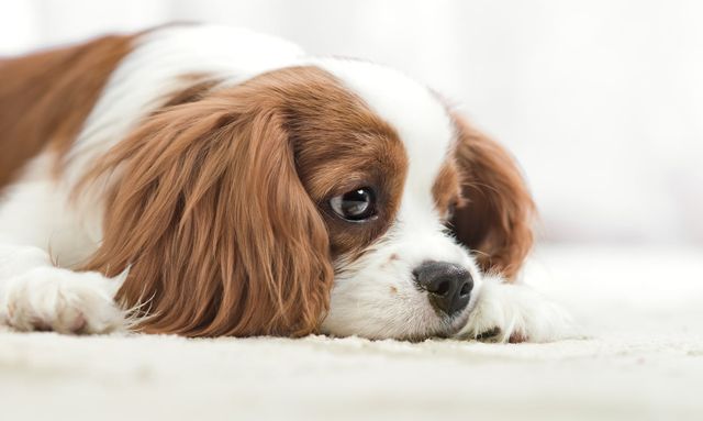 En hund med nedsatt allmäntillstånd kan exempelvis var trött.