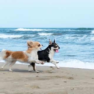 Zwei Hunde rennen am Strand