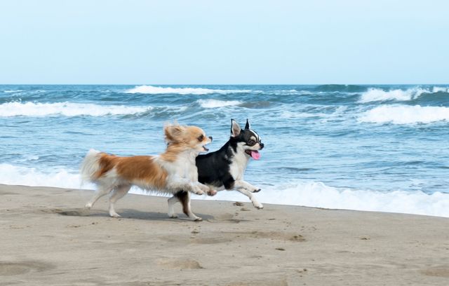 Kleine Hunde lauft am Strand.