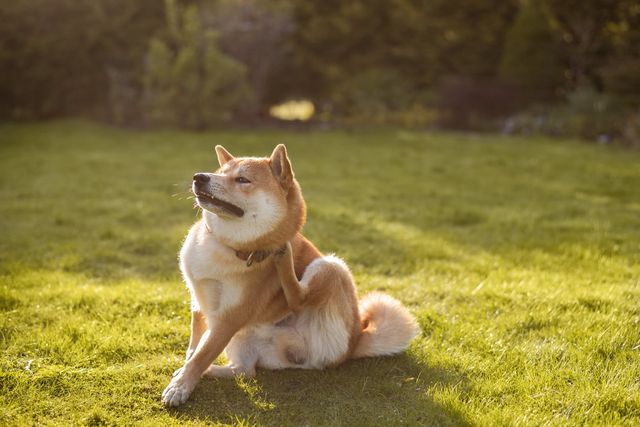Dass der Hund sich ungewöhnlich viel kratzt, kann ein Anzeichen für Juckreiz sein.