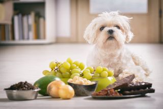 Hund neben gefährlichem Essen
