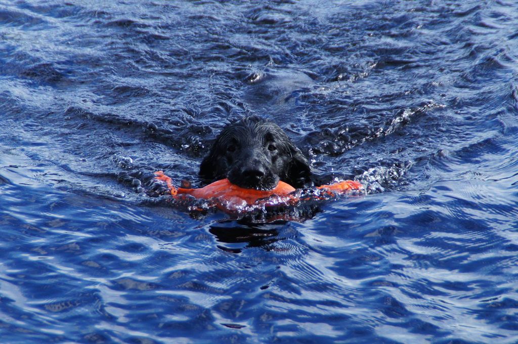 Hund schwimmt