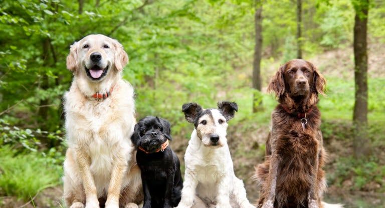 Vier Hunde sitzen nebeneinander